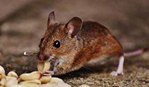 electromagnetic-and-ultrasonic-pest-repellents Experts in Mechanicsburg